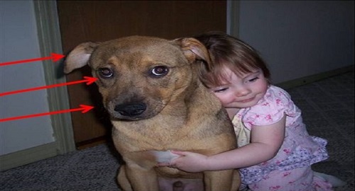 abbracciare il cane pericoloso per il bambino
