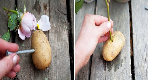 coltivare le rose con una patata
