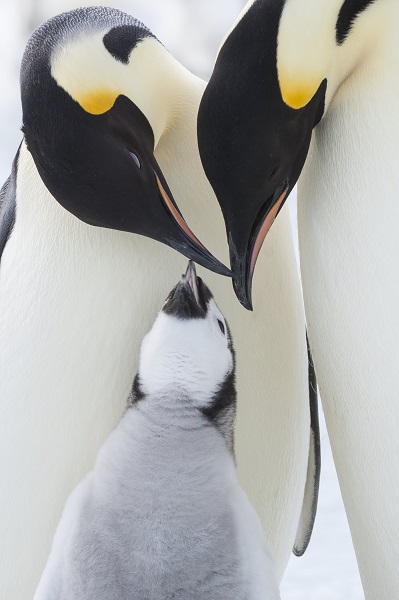 La Marcia dei Pinguini, Il Richiamo: Film per la Famiglia